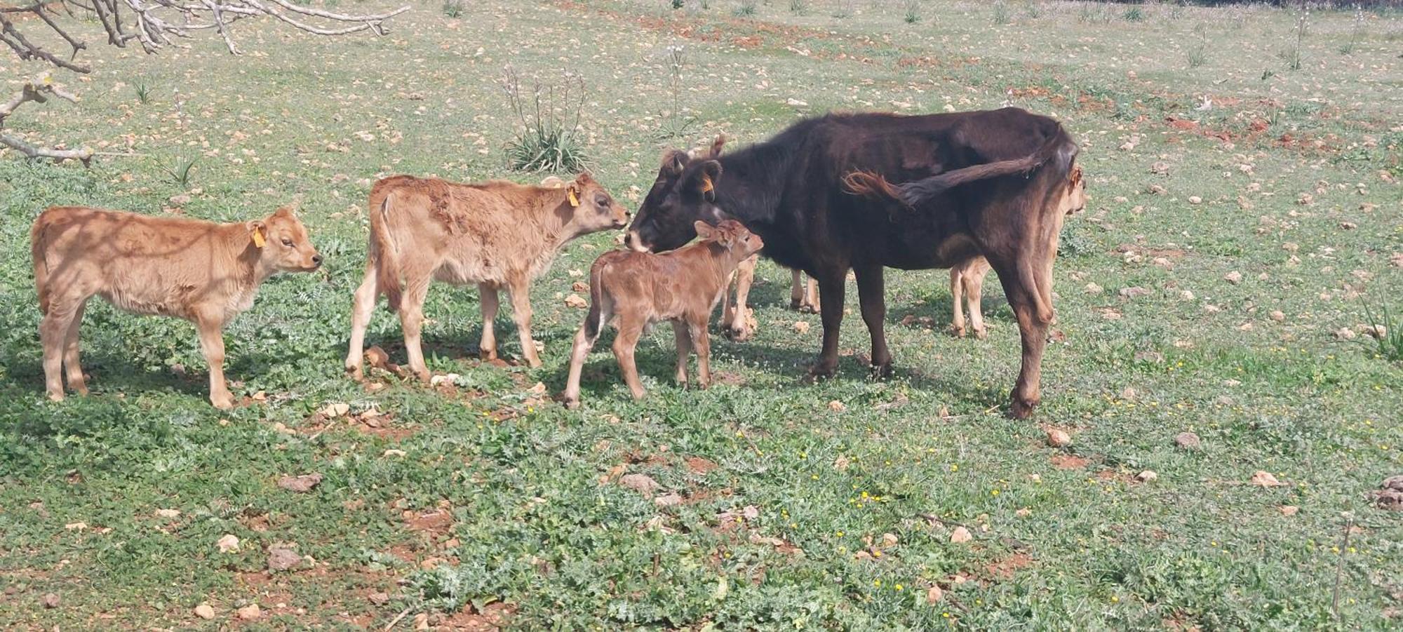 מנקור Finca Sa Cova Vella מראה חיצוני תמונה