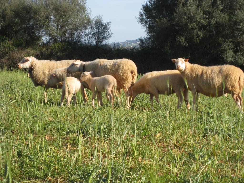 מנקור Finca Sa Cova Vella מראה חיצוני תמונה
